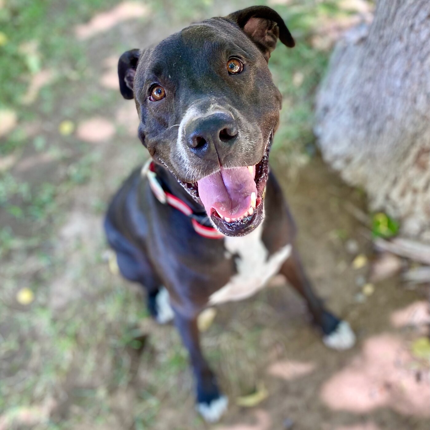 Hank smiling outdoors